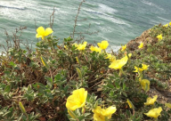 زهور على شاطئ البحر 